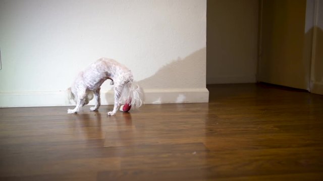 Small dog with leg cast east something off the ground then walks around looking at things.