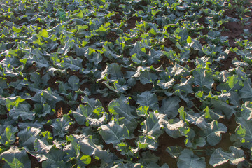 Chinese Kale vegetable. Green Organic vegetable garden.Plants on a vegetable in farm.
