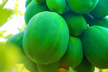 indian farming papaya field