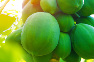 indian farming papaya field