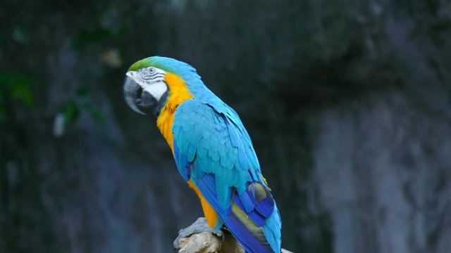 Parrot standing on wood branch in the zoo
