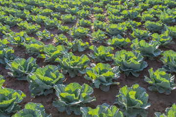 Cabbage vegetable. Green Organic vegetable garden.Plants on a vegetable in farm.