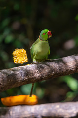Alexandrine parrot on a feeding perch