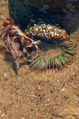 Green sea anemone