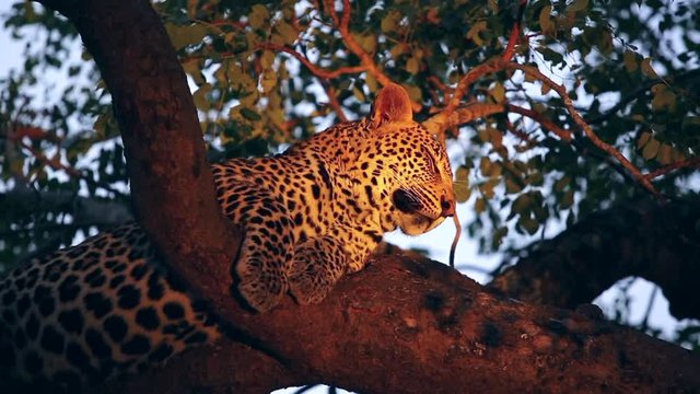Beautiful young male leopard sleeps comfortably on a branch in a maroela tree. Greater Kruger South Africa. Flat plane illuminated by spotlight