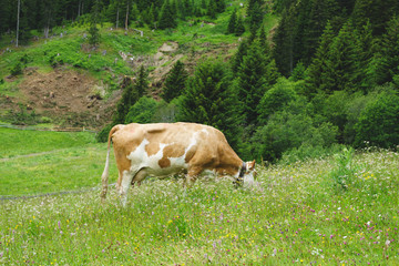 Fototapeta na wymiar eine braun weiße Kuh beim weiden auf der Alm. Das Rind weidet auf einer grünen Alm im österreischichen Tirol. Bäume und Wiese säumen das Bild.