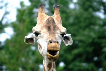 giraffe