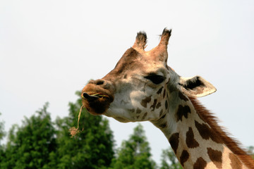 giraffe