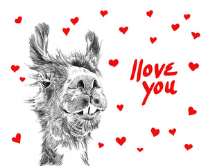 Happy valentines day illustration of cute llama surrounded by hearts saying I love you in handwritten red typography letters, fun humorous valentines day card or background sketch