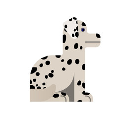 Dalmatian sits.
