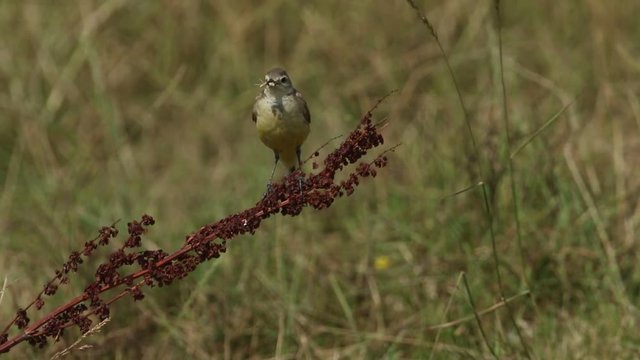 A female Yellow Wagtail (Motacilla flava) perching on a Broad-leaved dock plant with a grasshopper in her beak to feed her babies.