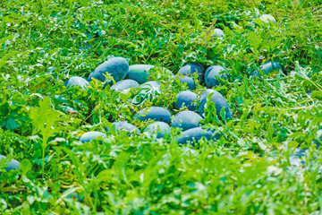 Fototapeta na wymiar indian watermelon field