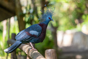 Victoria Crowned Pigeon perching on a perch in a zoo