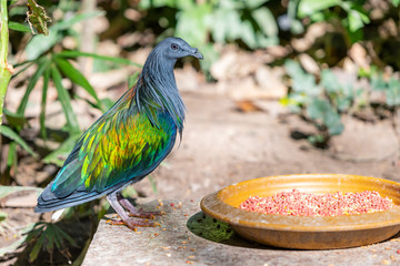 A colorful Nicobar Pigeon standing near a feeding plate in a zoo