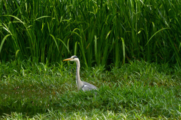 Obraz premium Blue Heron