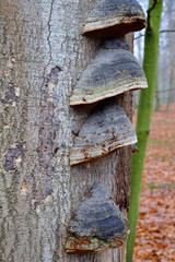 Baumpilz