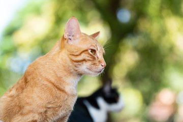 Side view of ginger cat looking forward