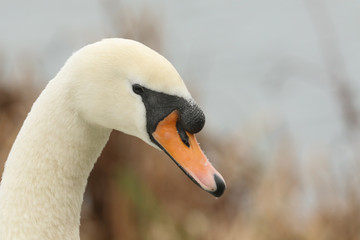 A head shot of a stunning Mute Swan (Cygnus olor).