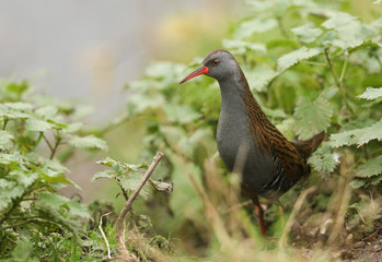 A stunning secretive Water Rail (Rallus aquaticus) searching for food along the bank of a lake. 