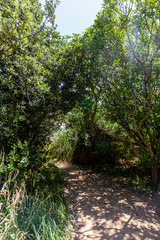 Track to Mermaid Pools at Matapouri Beach on the North Island, New Zealand.