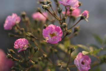 Pink Flower