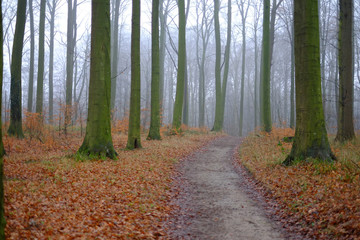 Wald am frühen Morgen