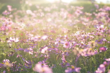 Obraz na płótnie Canvas Pink cosmos flower field with sunlight