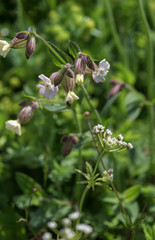 Fototapeta premium Subalpine wild flowers summer.