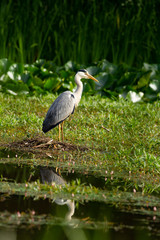 Blue Heron