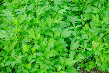 Celery in green farm