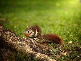 Squirrel eating orange at trunk of a tree