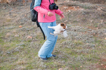 Fototapeta premium one little chihuahua dog making trick jumping back from owner canine leg outdoors