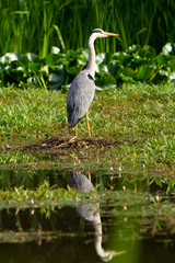 Blue Heron