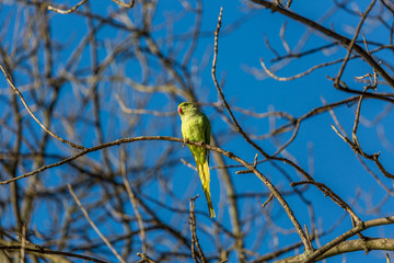 Parrot on the tree