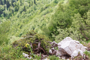 Subalpine wild flowers summer.