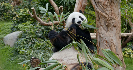 Obraz premium Panda eat bamboo