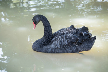 Fototapeta premium Beautiful black swan paddling quietly on a pond