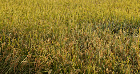 Rice field under sunset