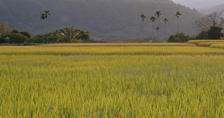 Beautiful fresh rice field
