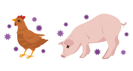 鳥　豚　病気　インフルエンザ