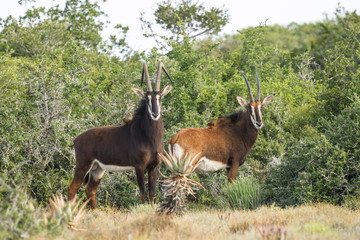 Large male and female Sable antelope standing in a clearing