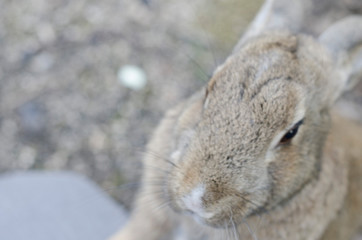 Grey Rabbit