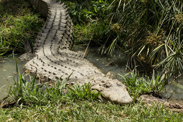 Lazy Nile crocodile in water sleeping in the sun
