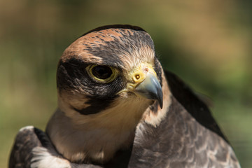 Peregrine Falcon looking for prey