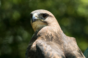 Peregrine Falcon portrait