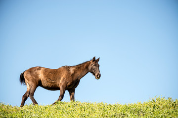 caballo marrón negro pura sangre corre prado cielo azul y calor