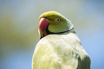 Portrait of an Indian ringnecked parakeet