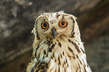 Portrait of a spotted eagle owl