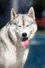 A young Siberian husky male dog is sitting near a big pool with blue water. A dog has grey and white fur; he closed his eyes. The background is blue.