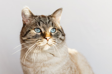 Adult cat of cream brown color with small stripes and blue eyes looking thoughtfully to the side. Closeup portrait on gray background with warm natural light